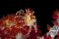   Candy crab dendronephthya soft coral Anilao Philippines  